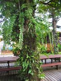 00395-1639 Vegetation grows on everything at Mulu